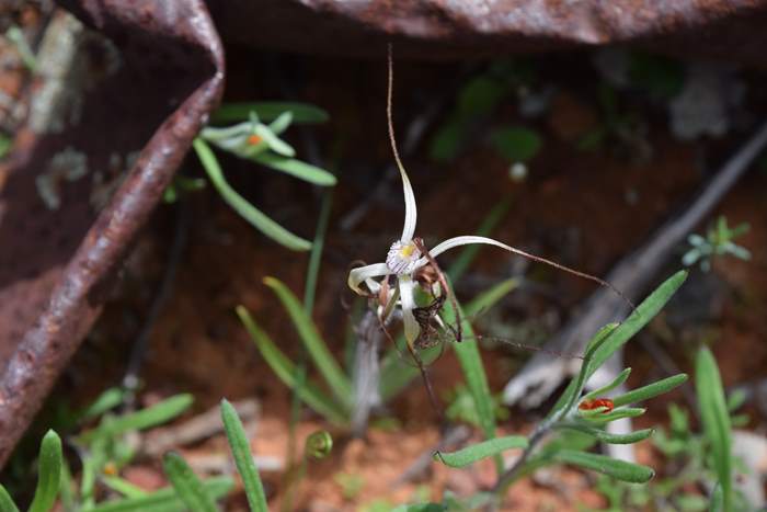 Caladenia - Orchid-spider2-Latham-Sep-2018p0002.JPG